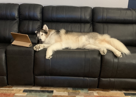 Cato