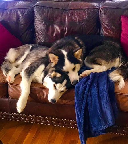 Neeka Nu and Neeko Tu