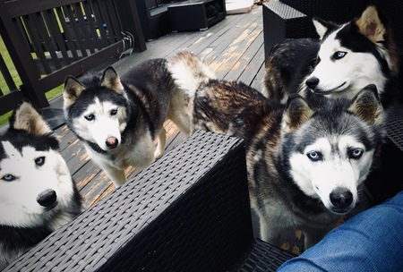 Neeka (Alexis), Natasha(Layla), Nishka(Kelly) and Neeko (Patrick)