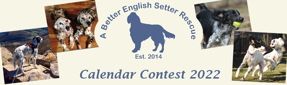 Banner for A Better English Setter Rescue 2022 Calendar Cover Contest