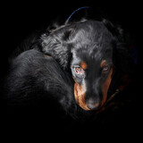 Entry image for Mungo Crocker