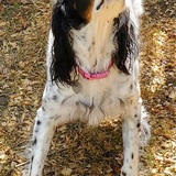 Entry image for Peanut Urban