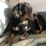 Entry image for Pixie Baer-Simon