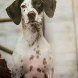 Entry image for Red Rahlfs