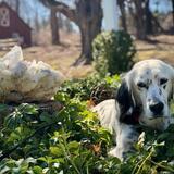 Entry image for Rock Glazebrook