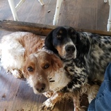 Entry image for Sunny & Harper Phillips