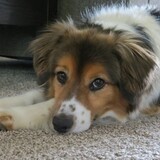 Entry image for Tom Uppleger