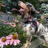 Entry image for Vito Hickey Pace