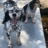 Entry image for Zara & Cooper Landau