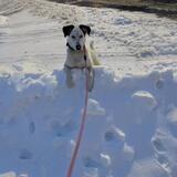 Entry image for Ziggy Valentina