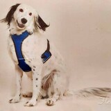 Entry image for Albert Yusella