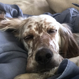 Entry image for Ana Toggas