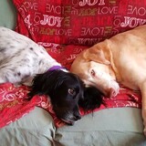 Entry image for Anna & Flynn Bouchard 