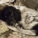 Entry image for Anna Bouchard