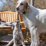 Entry image for Archie & Waylon Cort Shay