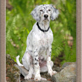 Entry image for Bela Verderber