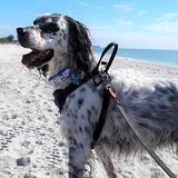 Entry image for Beli Gere