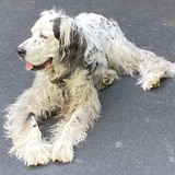 Entry image for Bentley Holtz 