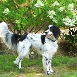 Entry image for Boki Brimley