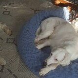 Entry image for Bonnie, Luna and Peanut Arndt