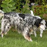 Entry image for Buddy (aka; Bud-man) Welsh