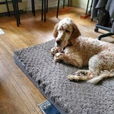 Entry image for Chey Gutman 1