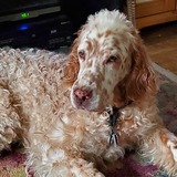 Entry image for Chey Gutman