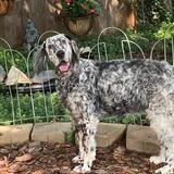 Entry image for Corona Troy