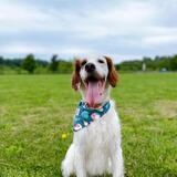 Entry image for Dewey Foster Pavlick