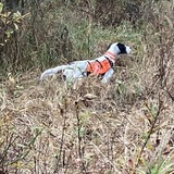 Entry image for Dottie Dickerson