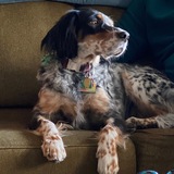 Entry image for Dottie Pellitteri