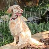 Entry image for Elsa Troy