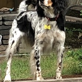 Entry image for Finn Austin