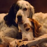 Entry image for Gordy & Sir Lancelot Calderwood