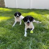 Entry image for Jameson & Ginger Freund