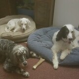 Entry image for Jesse, Luna and Bonnie Arndt