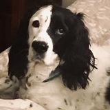 Entry image for K'La DeSanctis