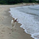 Entry image for Lucy Gutman