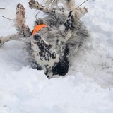 Entry image for Zara Landau