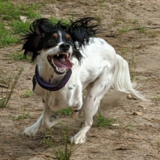 Entry image for Jager Tringale