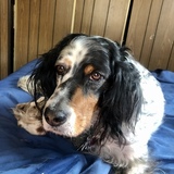 Entry image for Star Reed