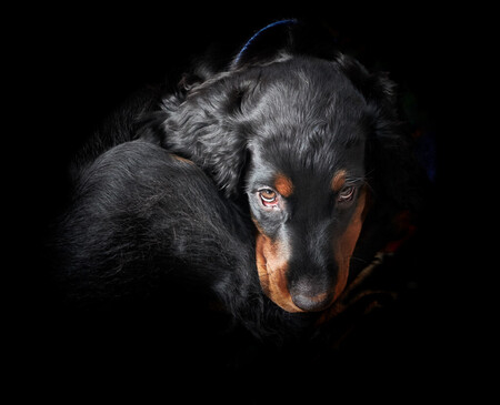 Entry image for Mungo Crocker. Clicking this image will show a larger photo