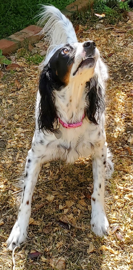 Entry image for Peanut Urban. Clicking this image will show a larger photo