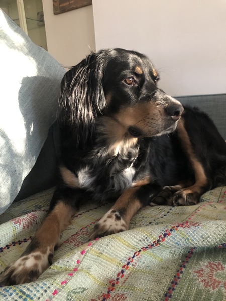 Entry image for Pixie Baer-Simon. Clicking this image will show a larger photo