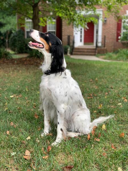 Entry image for Remy Bennett. Clicking this image will show a larger photo