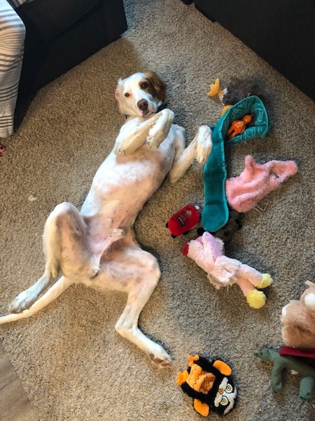 Entry image for Romeo Kornas. Clicking this image will show a larger photo