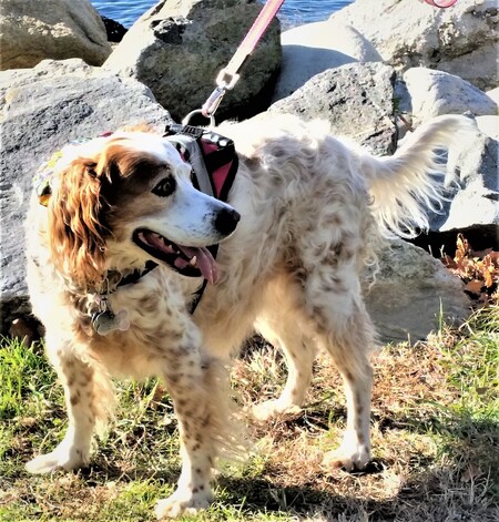 Entry image for Susie Hickey Pace. Clicking this image will show a larger photo