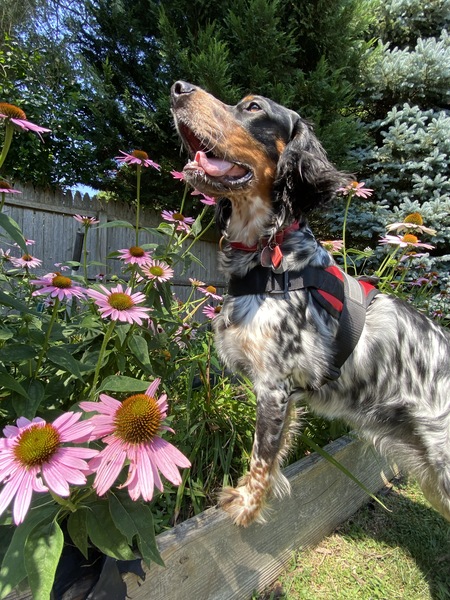 Entry image for Vito Hickey Pace. Clicking this image will show a larger photo