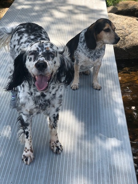 Entry image for Zara & Cooper Landau. Clicking this image will show a larger photo