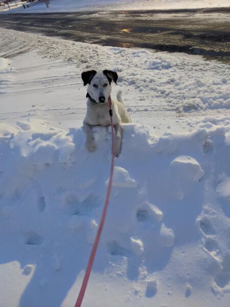 Entry image for Ziggy Valentina. Clicking this image will show a larger photo